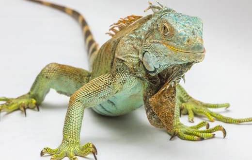 Close up iguana reptile