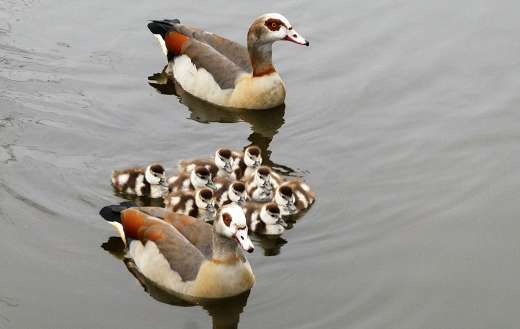 Egyptian geese with young