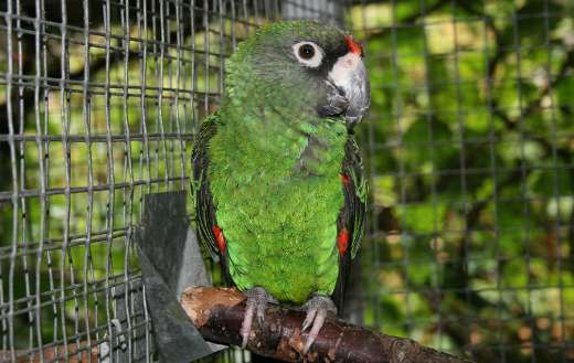 Jardine parrot online