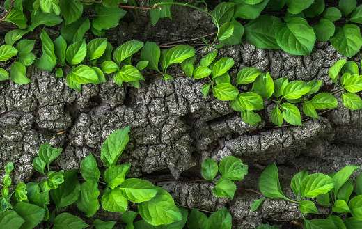 Leaves trunk bark puzzle