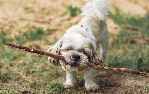 Puppy with stick online