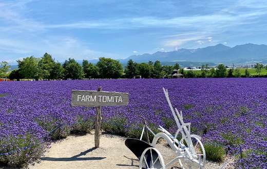 Purple flower farm online