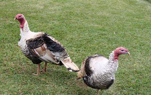 Royal palm turkey puzzle