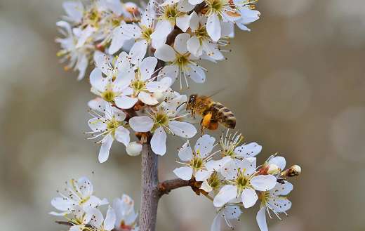 Beautiful nature and bee