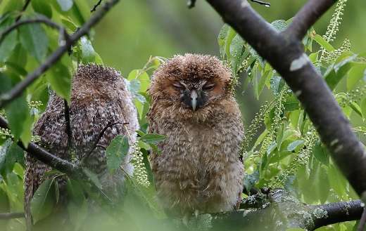 Bird owl tree online