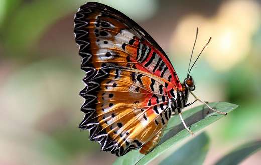 Colorful butterfly wings