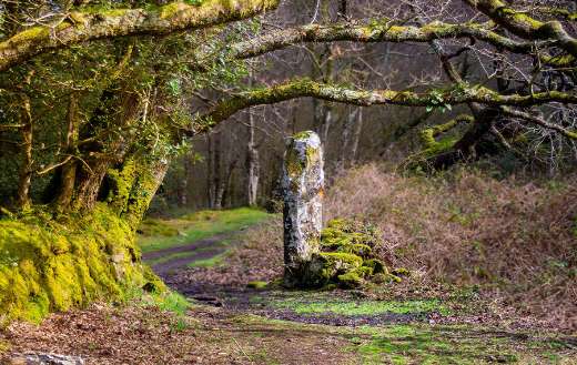 Standing stone woodland