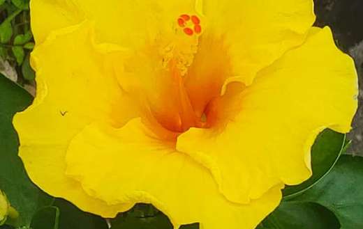 Beautiful yellow online