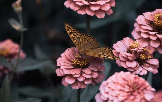 Brown butterfly pollination