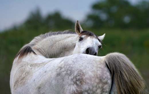 Cool horse background scatching