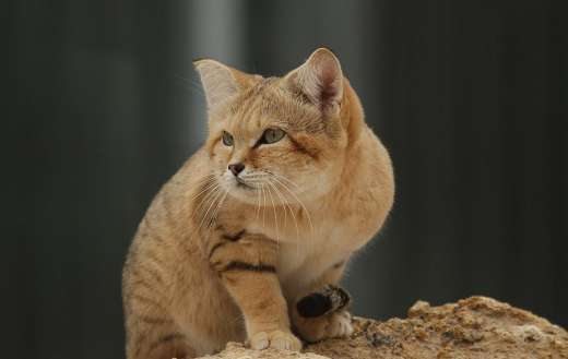 Cute small sand cat puzzle