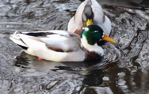 Ducks ornithology online