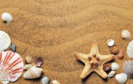 Sand beach seashells puzzle
