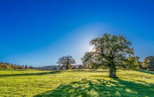 Sun sunshine at the back of tree