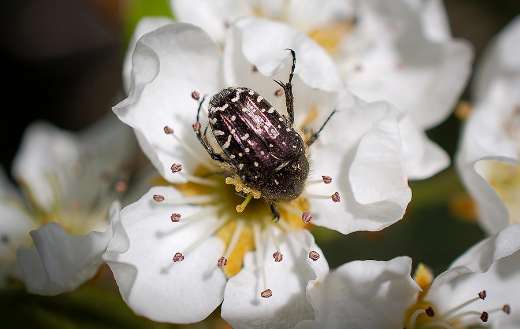 Beetle insect pear flower