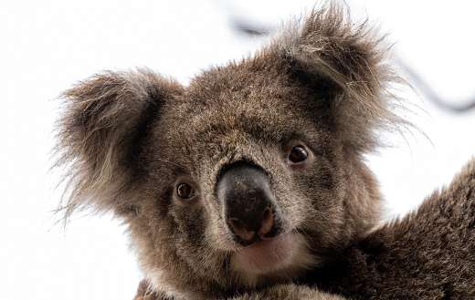 Furry koala bear puzzle