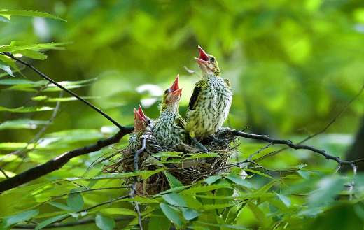 Oriole birds trees puzzle