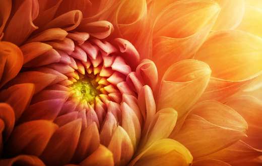 Colorful chrysanthemum
