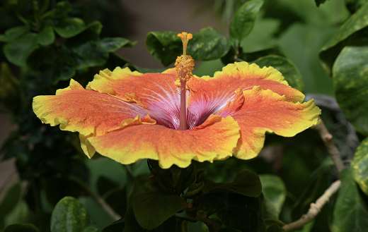 Hibiscus flower bloom