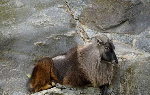 Himalayan tahr hemitragus jemlahicus himalayas