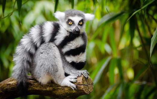 Wilderness lemur animal