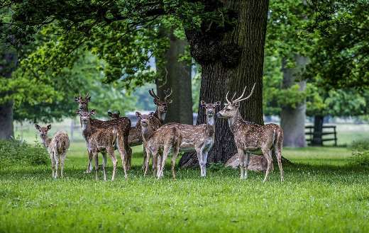 Group of deer doe buck