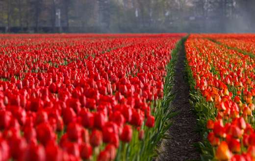Way path tulips field