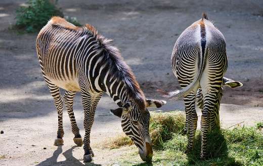 Back and front zebras