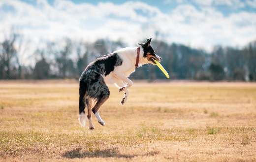 Dog fetch disc online