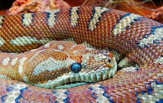 Orange scales snake phython