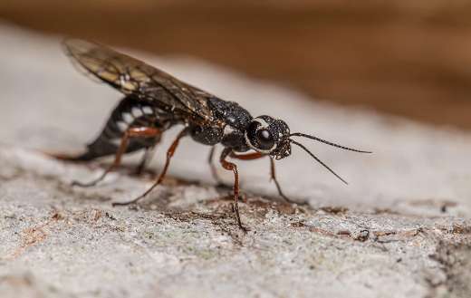 Robberfly compound eyes