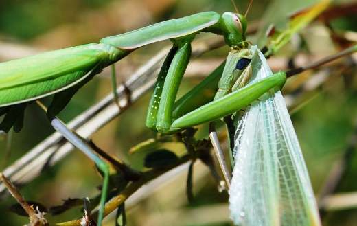 Green mantis eating
