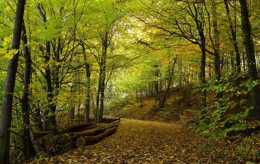 Autumn forest image