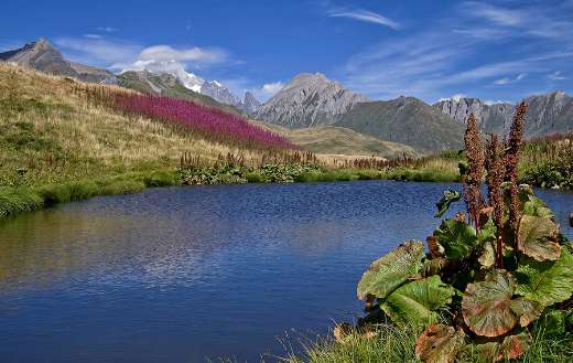 Alpine lake mountain wild plants
