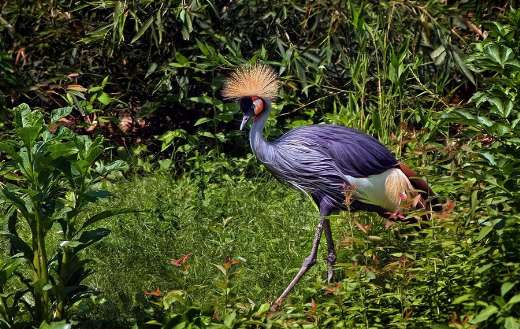 Crowned crane balearica regulorum bird