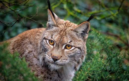 Lynx eurasian feline animal