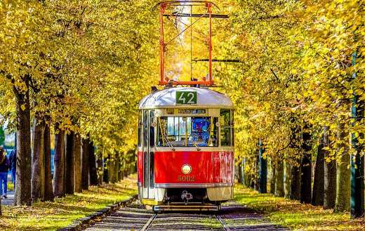 Metro yellow leaves fall