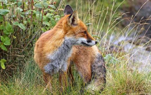 Red animal fox online