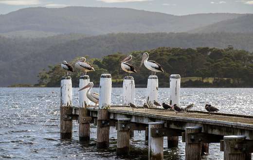 Pelican bird relaxing on bridge