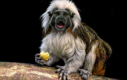 Tamarin cotton top monkey