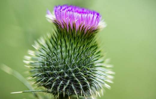 Thistle purple flower
