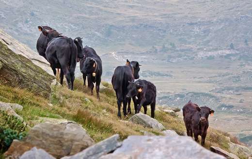 Young bulls calves cattle