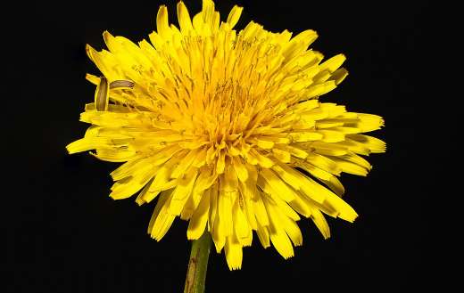 Commmon yellow dandelion