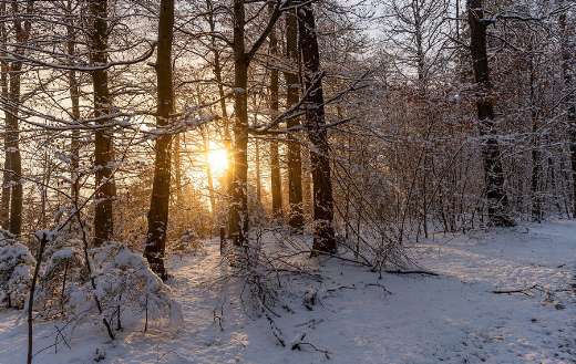 Reserve forest trees winter