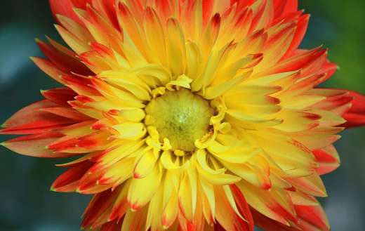 Dahlia blossom online