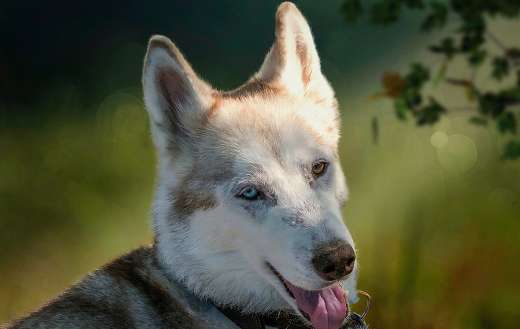 Husky siberian sled dog