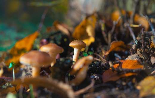 Natures gift mushrooms