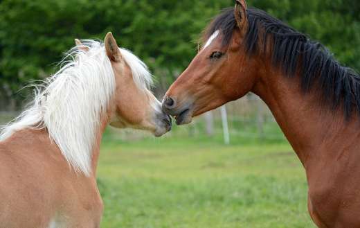 Playing horses three