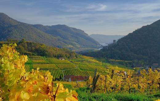 Vineyard village landscape