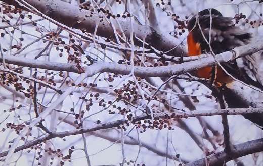 Winter looks tree branches